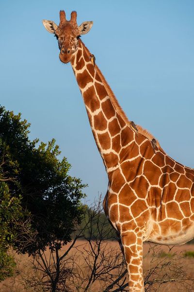 Hopkins, Cindy Miller 아티스트의 Africa-Kenya-Ol Pejeta Conservancy-Reticulated giraffe with yellow-billed oxpeckers작품입니다.